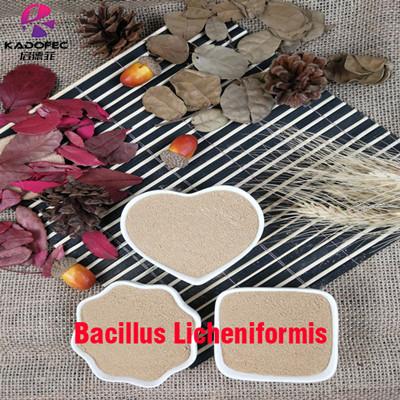 Bacillus licheniformis