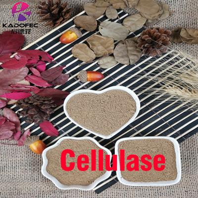 Cellulase