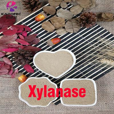 Xylanase